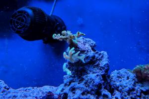 Green Birdsnest Coral Thumbnail