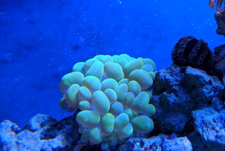 Green Bubble Coral