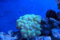 Green Bubble Coral Thumbnail