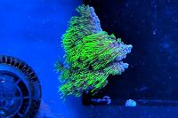 Green Star Polyp Thumbnail