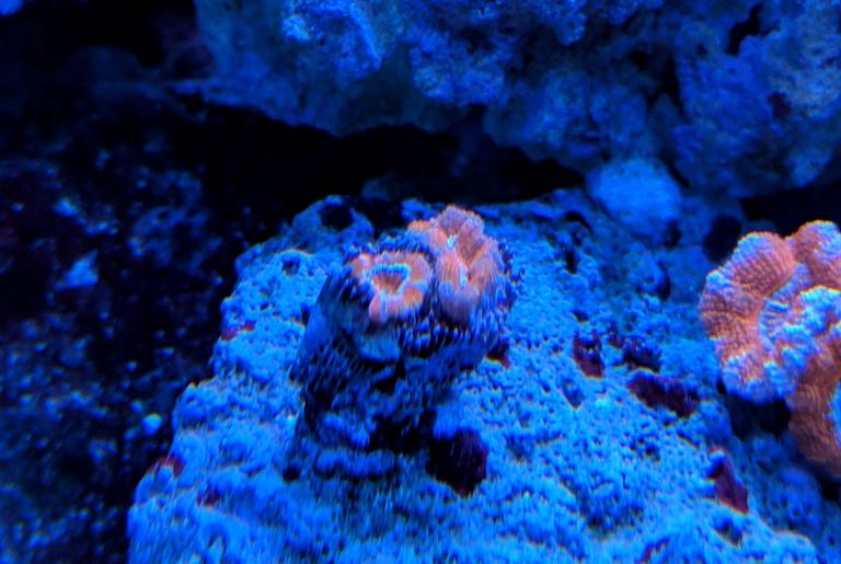 Green and Blue Strips Acan Brain Coral