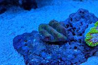 Green and Red Maze Brain Coral Thumbnail