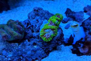 Mayan Sun Brain Coral