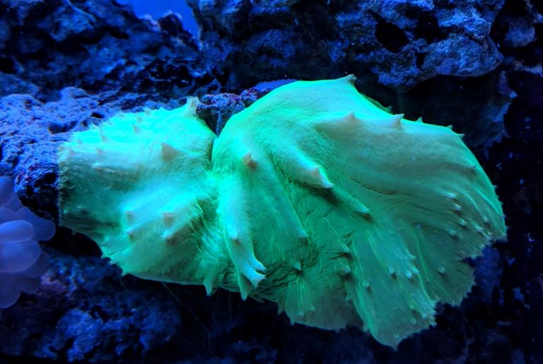 Neon Green Cabbage Leather