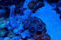 No Namer Zoanthid Thumbnail