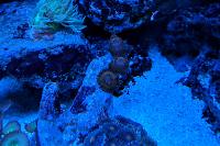 No Namer Zoanthid Thumbnail