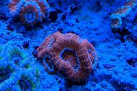 Orange Acan Brain Coral Thumbnail