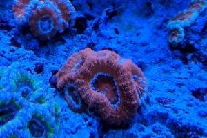 Orange Acan Brain Coral