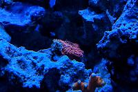 Orange Chalice Coral Thumbnail