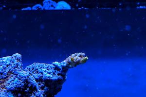 Orange Polyp Tenuis Acropora Coral