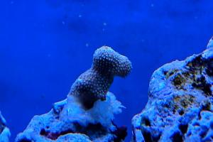 Yellow Porites Coral Thumbnail