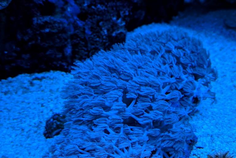 Pulsating Xenia