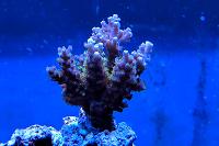 Purple Yellow Tip Acropora Coral Thumbnail