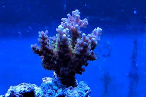 Cerealis Acropora Coral Thumbnail