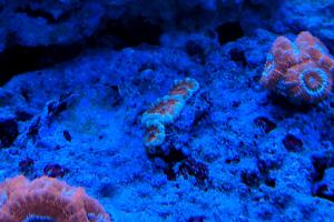 Purple and Green Edges Acan Brain Coral