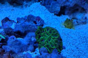 Purple and Green Favites Brain Coral