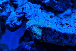 Purple and Green Polyp Montipora Thumbnail