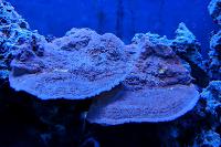 Red Montipora confusa Thumbnail