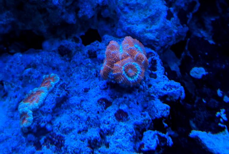 Red and Orange Stripped Acan Brain Coral