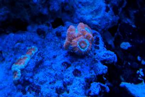 Red and Orange Stripped Acan Brain Coral