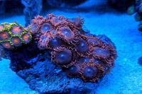 Supreme Chaos Zoanthid Thumbnail