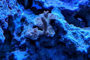 Swamp Donkey Montipora Thumbnail