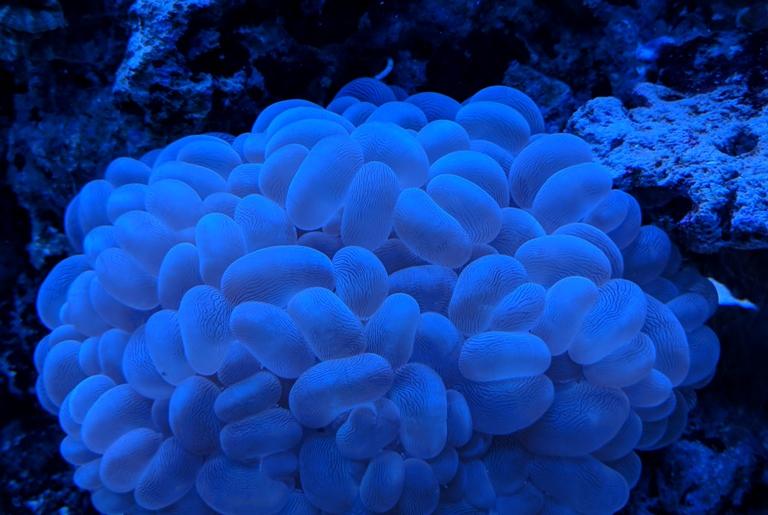 White Bubble Coral