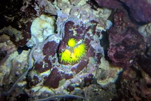 Yellow Sun Coral