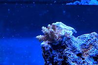 Yellow and Blue Tenuis Acropora Coral Thumbnail