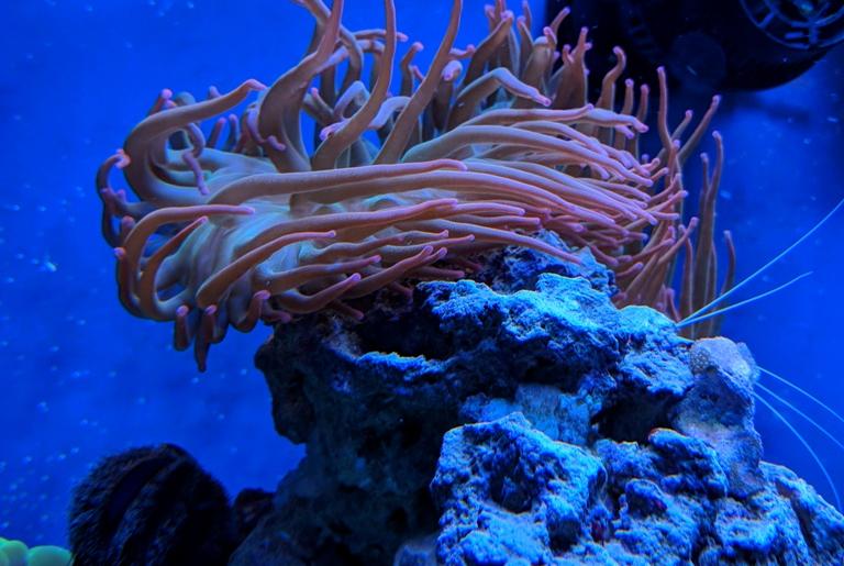 Rainbow Rose Bubble Tip Anemone