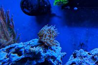 Green Bulb Anemone Thumbnail