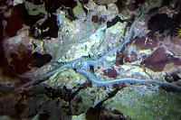 Brittle Sea Star Thumbnail