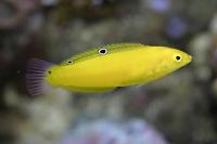 Yellow Wrasse