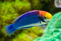 Orange-Back Fairy Wrasse