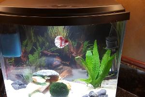 5 Gallon Betta Thumbnail