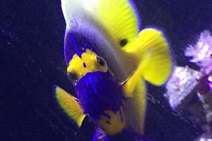 Blueface Angelfish Thumbnail