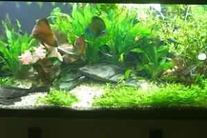 My Aquarium on Jan 20, 2018