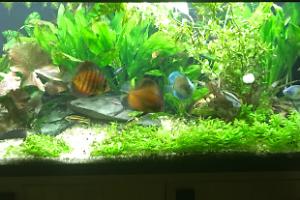 My Aquarium on Jan 20, 2018