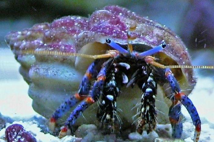 Blue Legged Hermit Crab / Clibanarius tricolor 3210