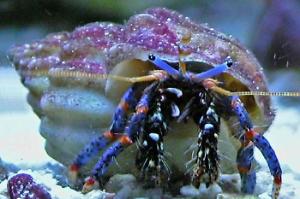 Blue Legged Hermit Crab Thumbnail