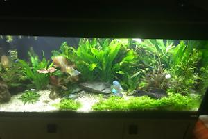 My Aquarium on Jan 21, 2018