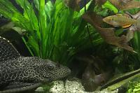 My Aquarium on Jan 21, 2018