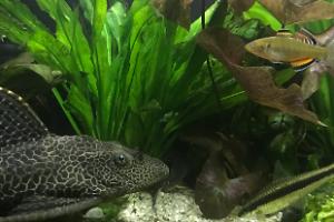 My Aquarium on Jan 21, 2018