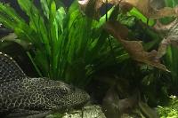 My Aquarium on Jan 21, 2018