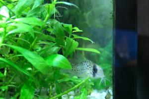 Fairy Cory Thumbnail