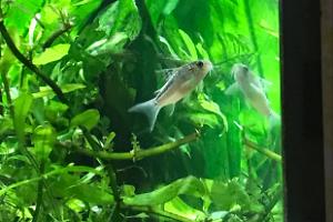 Elegant Cory Thumbnail