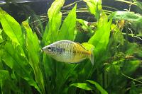 Boesemani Rainbowfish