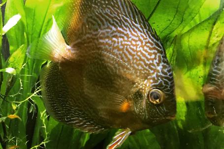 Blue Leopard snake skin Discus Thumbnail