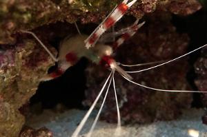 Banded Coral Shrimp Thumbnail