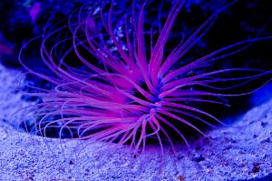 Tube Anenome